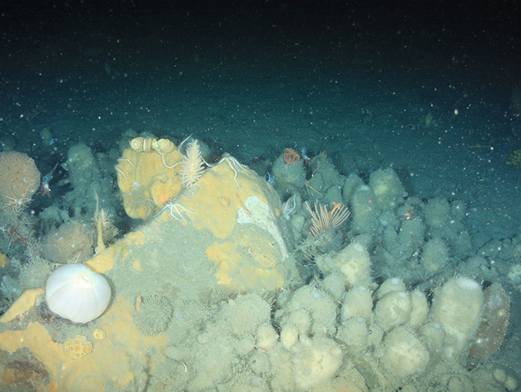 Sponge reef